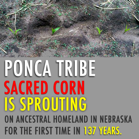 ponca_corn_sprouting
